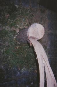 Image selected by project leader